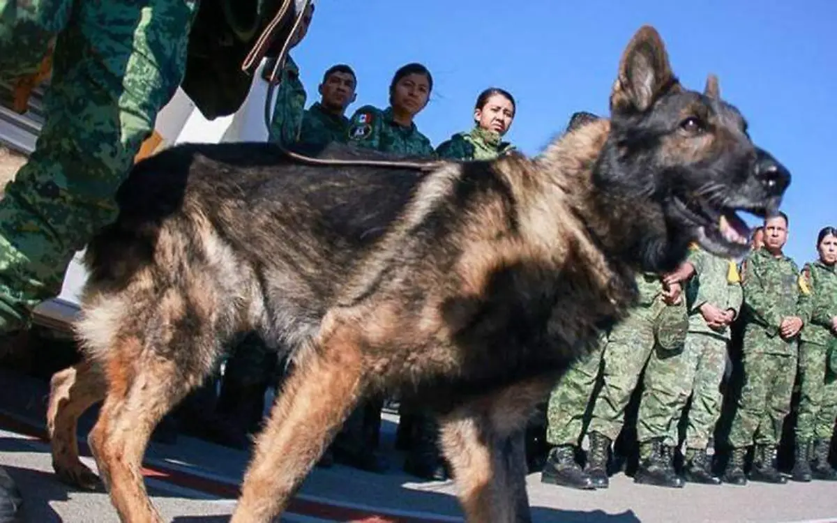 Proteo, el perro rescatista de la Sedena que murió en Turquía